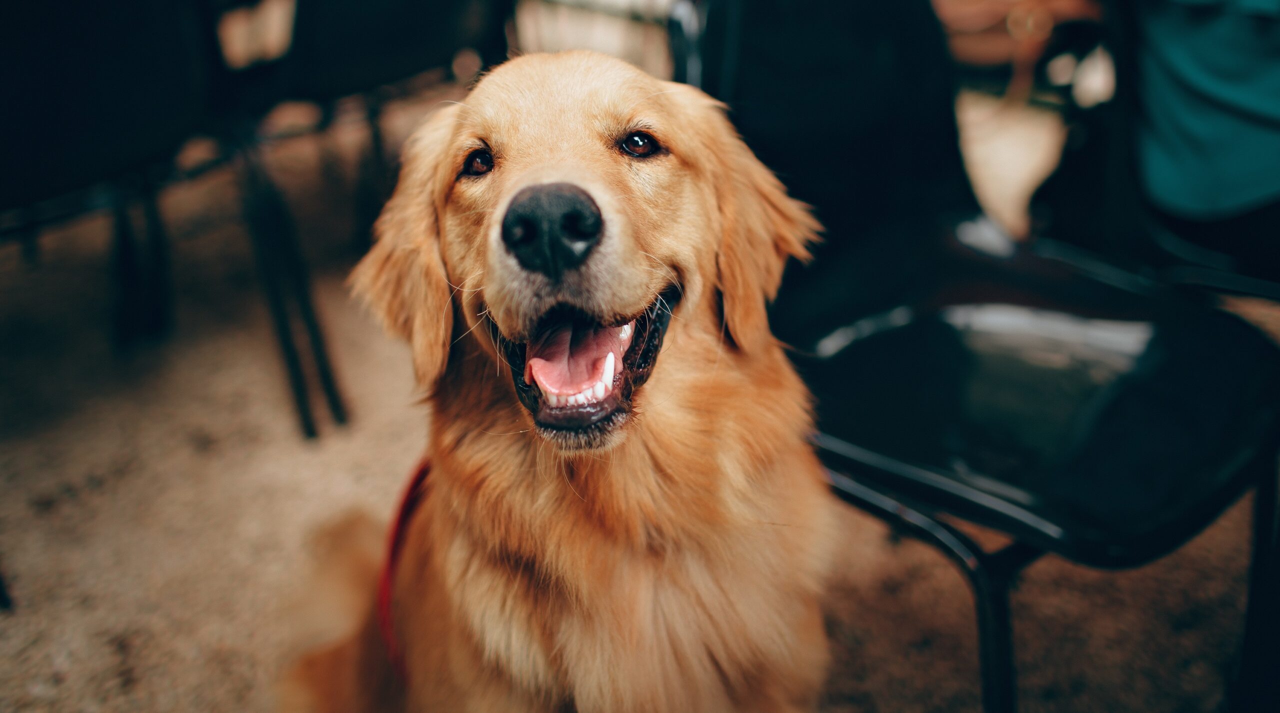 Donate - Golden Retriever Rescue of Iowa (GRRoIowa), image size:2560x1427