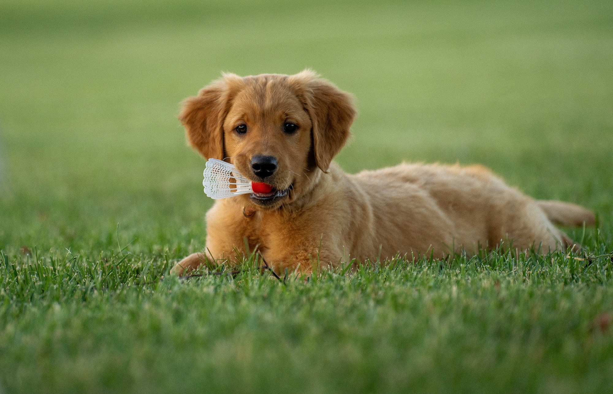 Adoption Information - Golden Retriever Rescue Of Iowa (GRRoIowa)