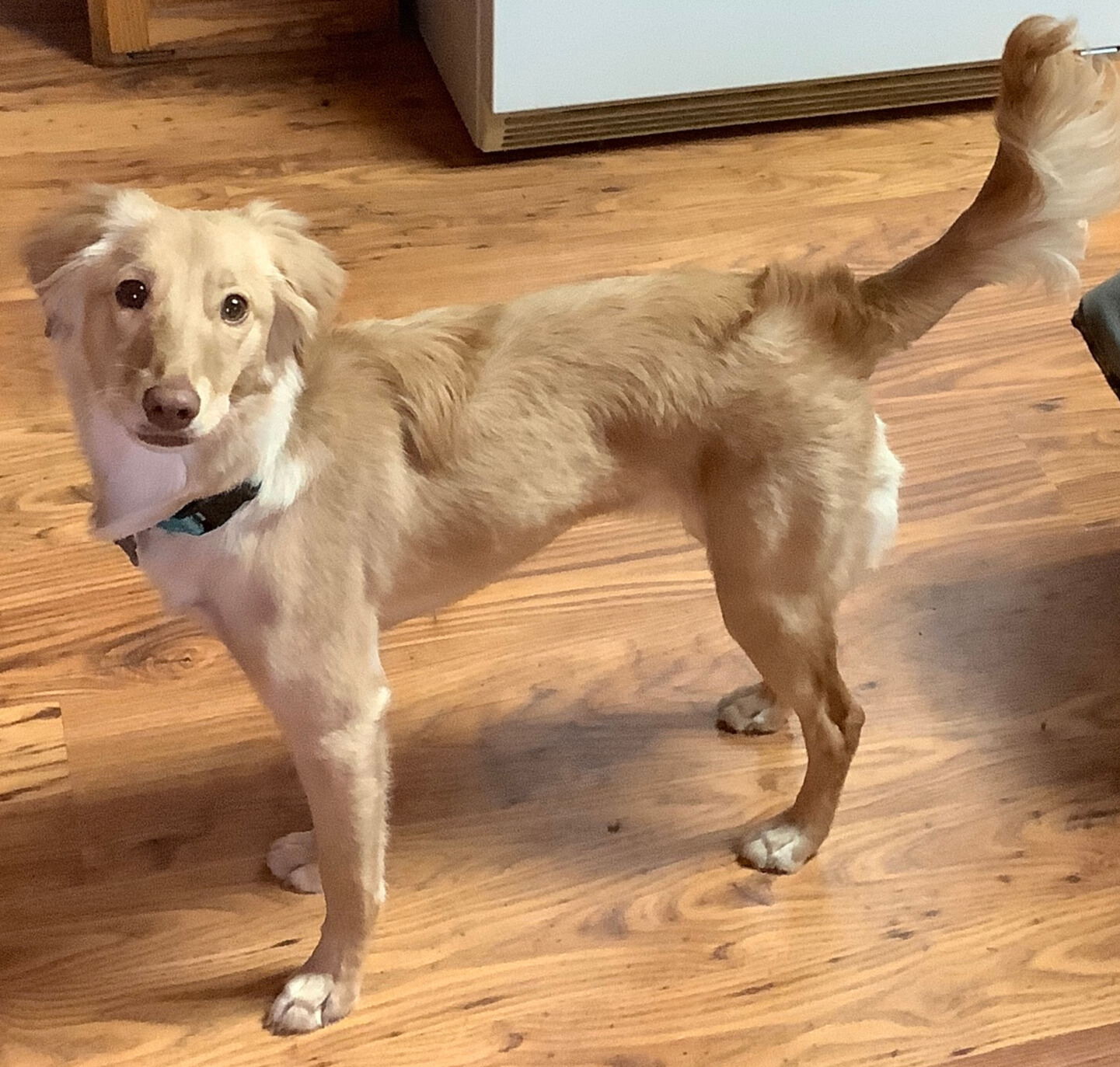 Adoptable Golden Retrievers - Golden Retriever Rescue Of Iowa (GRRoIowa)