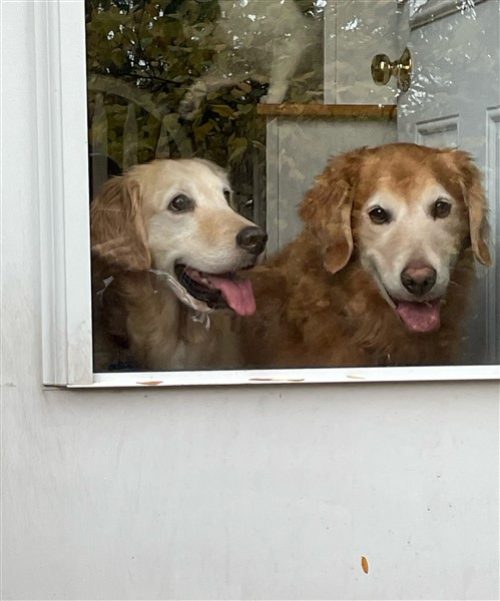 24-016 Emmi and Chief looking out the door 11.03.24 (499 x 600)