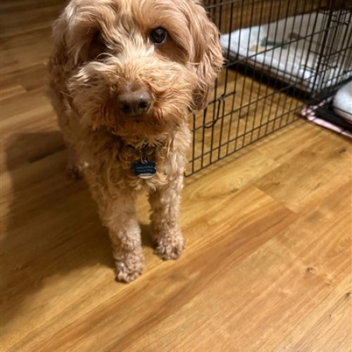 25-039 Sadie (450 x 600)