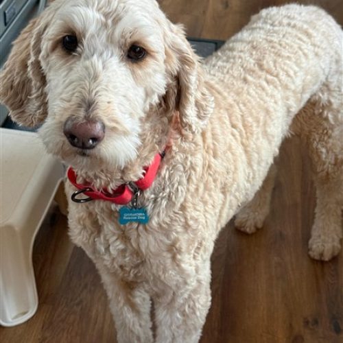 25-052 Maggie close up picture (450 x 600)