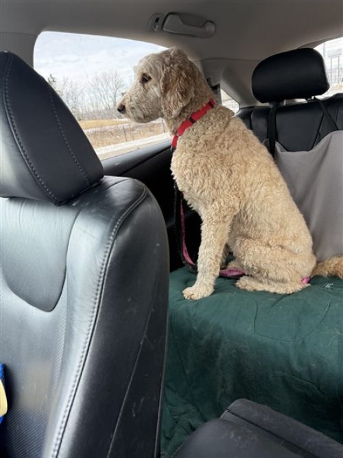 25-052 Maggie on her way to her forever home (450 x 600)