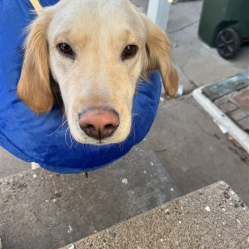 5F6A75A8-B7D7-4234-B019-FC31DEFE2DE6 (450 x 600)