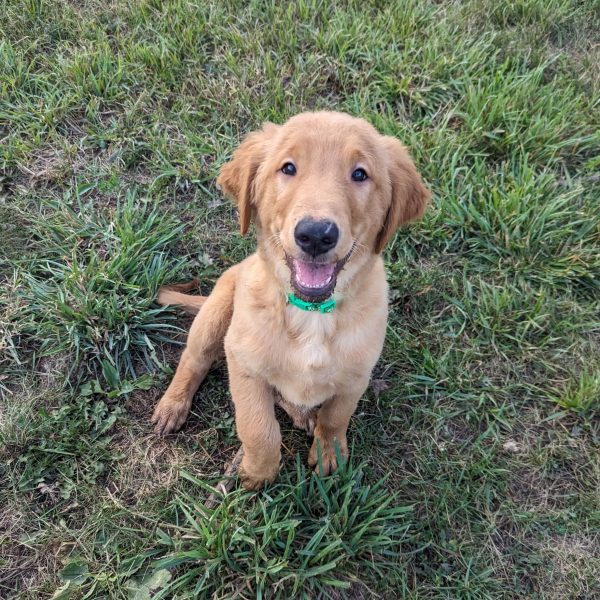 Bruno