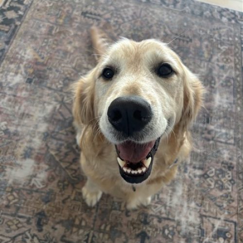 D9919285-B1C6-4E8F-A6C5-4C3F443E3445 (450 x 600)