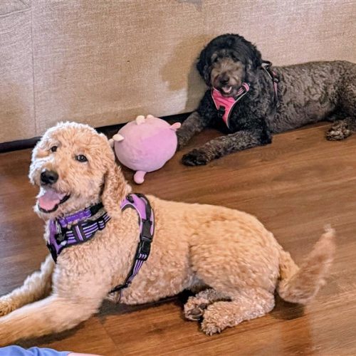 FullSizeRender (600 x 587)