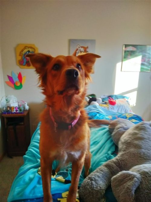 Ginger (450 x 600)