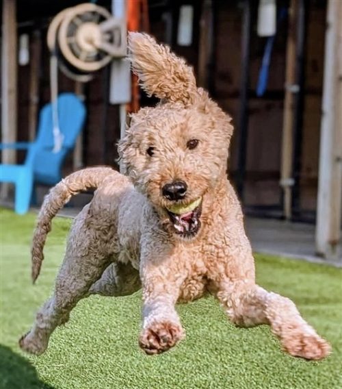 IMG_2094 (528 x 600)