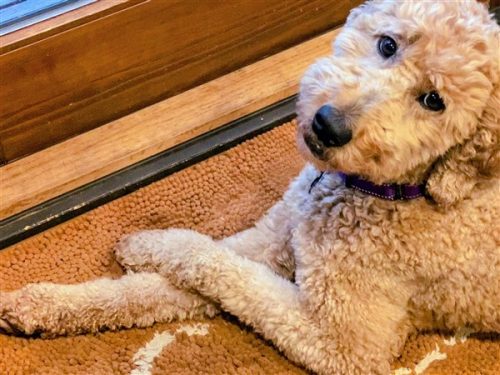 IMG_2215 (600 x 450)