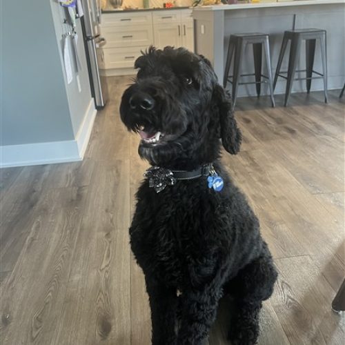 IMG_4593 (450 x 600)