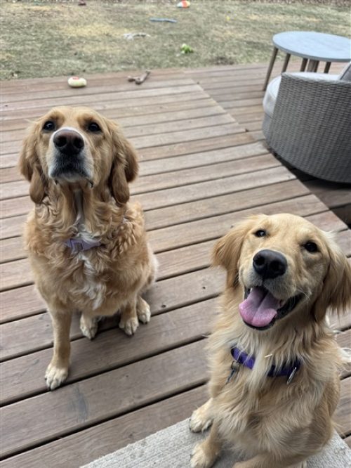 IMG_6022 (450 x 600)