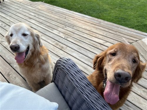Jasper & Rusty (600 x 450)