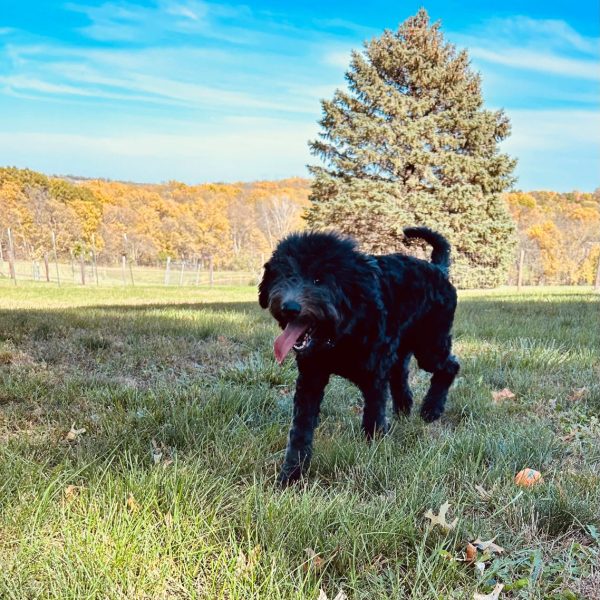 Onyx