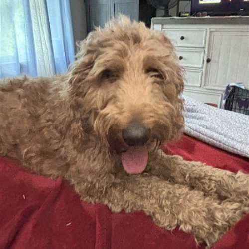 Portia-DitchDoodle (450 x 600)