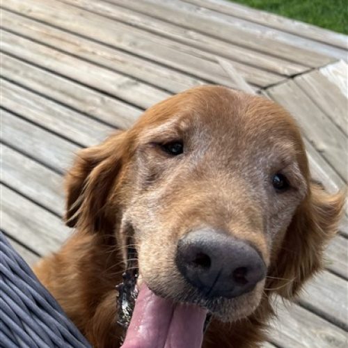 Rusty (392 x 600)