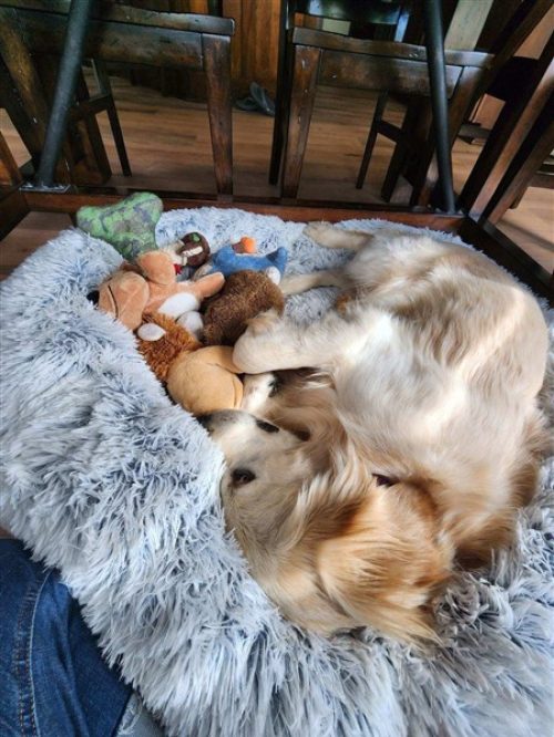 buddy 24-027 (450 x 600)
